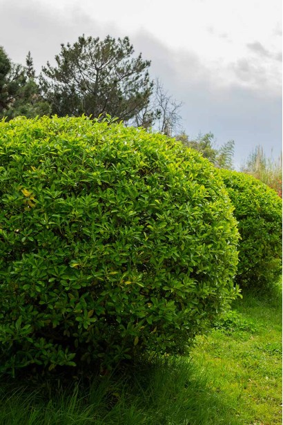 Бруслина вічнозелена Грін Спайер стрижена у формі кулі